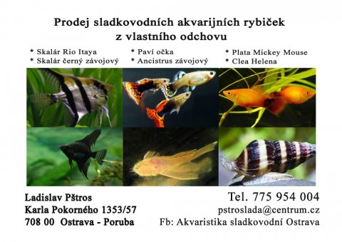 Prodej sladkovodních rybiček z vlastního odchovu v Ostravě