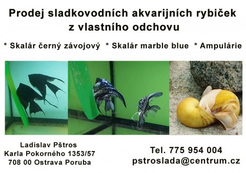 Prodej akvarijních ryb z vlastního odchovu, Ostrava, Karla Pokorného 1353/57